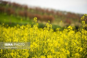 Read more about the article فصل برداشت طلای زرد در کرمانشاه: کلزا از مزارع استان روانه بازار شد