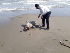 Read more about the article هشدار زیست‌محیطی در مازندران: ۱۸ فوک خزری از ابتدای سال تلف شدند