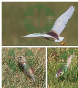 Read more about the article ثبت رسمی پرنده نادر حواصیل هندی در تالاب بین‌المللی گندمان؛ گامی مهم در توسعه تنوع زیستی