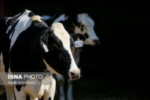 Read more about the article افزایش قابل توجه تورم تولید در مرغداری‌ها و گاوداری‌های صنعتی کشور در خرداد ۱۴۰۴