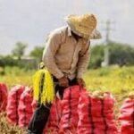 تقویت تولید با پرداخت به موقع غرامت‌ توسط صندوق بیمه محصولات کشاورزی