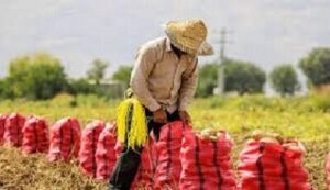 تقویت تولید با پرداخت به موقع غرامت‌ توسط صندوق بیمه محصولات کشاورزی