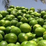 آغاز برداشت ۴۰ هزار تن لیمو ترش از باغستان های کهگیلویه و بویراحمد