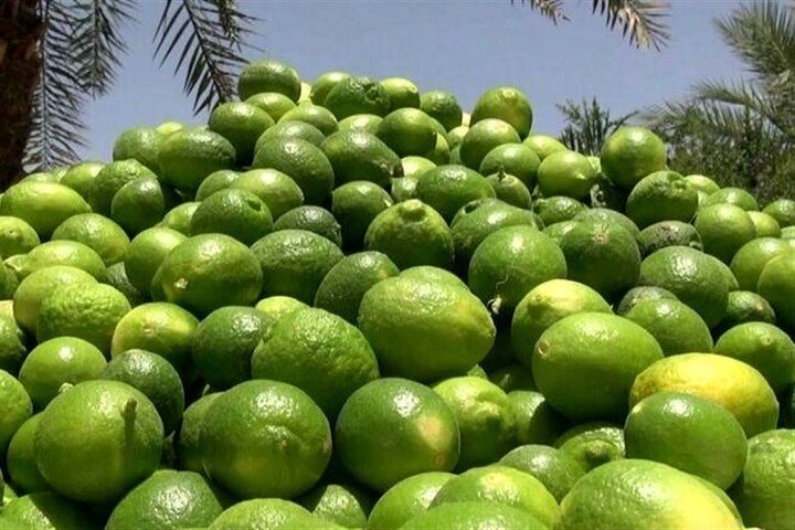 آغاز برداشت ۴۰ هزار تن لیمو ترش از باغستان های کهگیلویه و بویراحمد