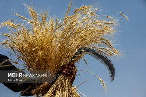 Read more about the article پیش‌بینی برداشت بیش از ۵۰۰ هزار تن غلات پاییزه در خراسان شمالی