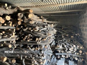 باند سازمان یافته قاچاق چوب در آمل متلاشی شد