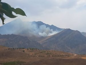 تشکیل پرونده قضایی برای ۵ نفر از عوامل انسانی آتش سوزی جنگل های ایلام