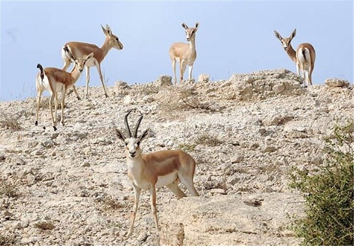 علوفه برای حمایت از آهوی خارگی تأمین شد