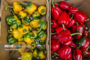 بیش از ۴ هزار تن محصولات کشاورزی و گلخانه‌ای رودان صادر شده است
